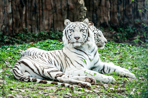 Tapeta ścienna Biały tygrys w nightsafari chiangmai Thailand