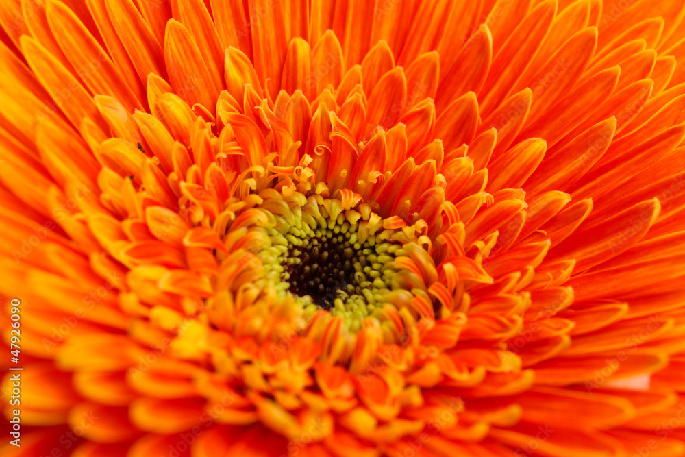 beautiful gerbera flower, close up