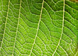 © FotoAndalucia - Leaf texture