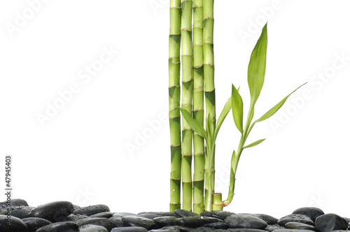 Plakat na zamówienie Spa still life –Bamboo shoots on pebble