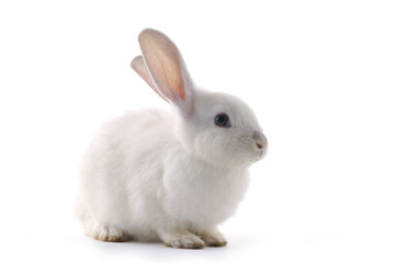 white rabbit on the white background