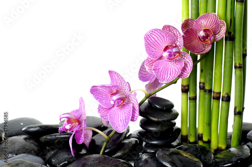 Tapeta ścienna Bambusowy gaj i gałąź orchidea na otoczaku