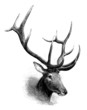 Wapiti Deer : Head
