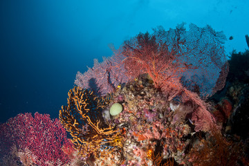 The colorful underwater realms of Raja Ampat, Papua Indonesia