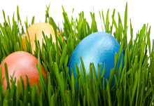 Easter Eggs In Green Grass With White Background