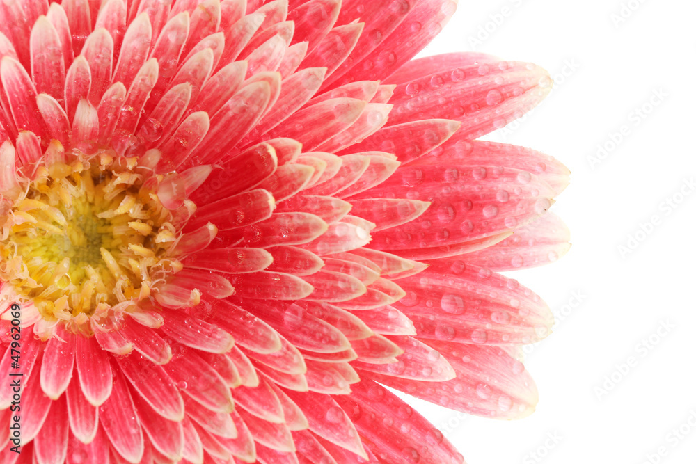 beautiful gerbera flower isolated on white