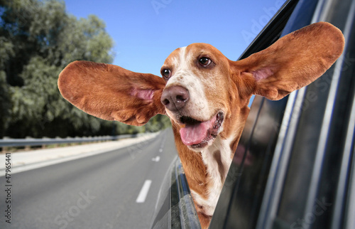Fototapeta na wymiar a basset hound in a car