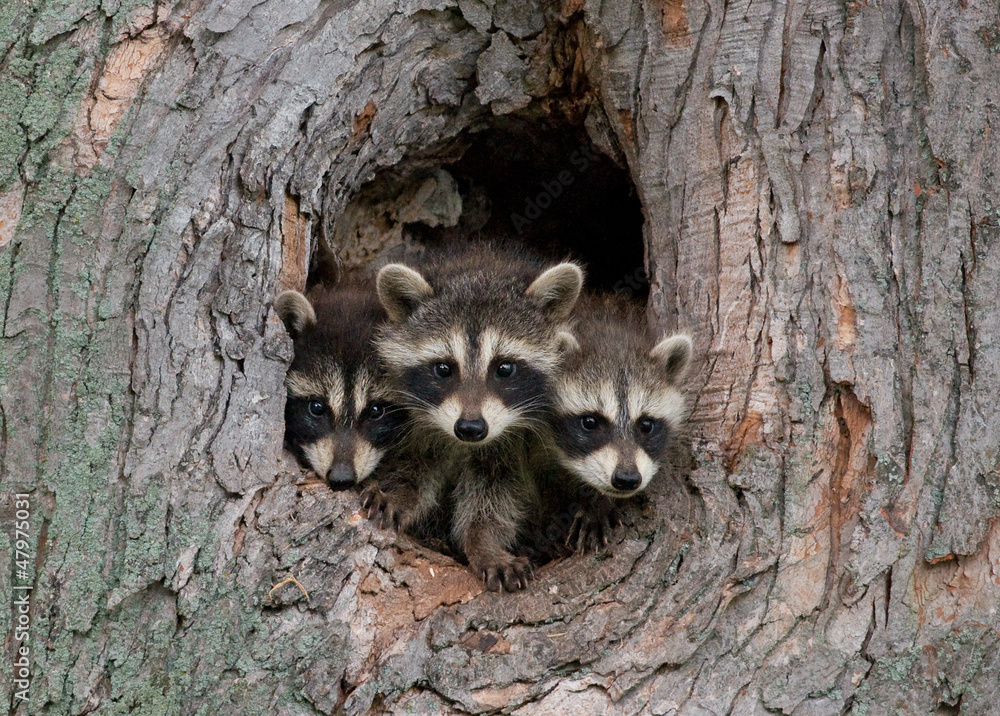 Multiple Raccoons Three Raccoons Stock Photo | Adobe Stock