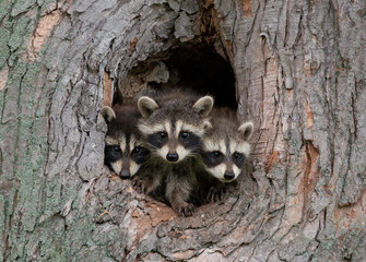 three raccoons