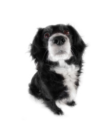 Fototapete - dog on a white background