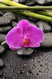 Fototapeta Dziecięca - macro of pink orchid with pebble