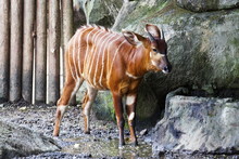 Bongo Deer ,Tragelaphus Eurycerus