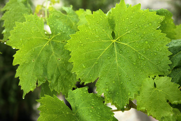 Vine leaf