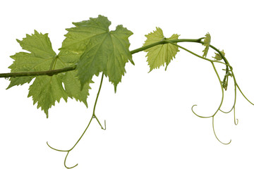 Vine leaf