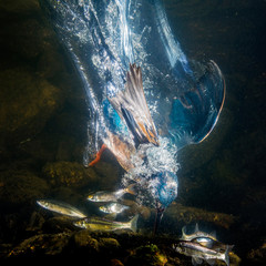 kingfisher catch the fish - under water photo