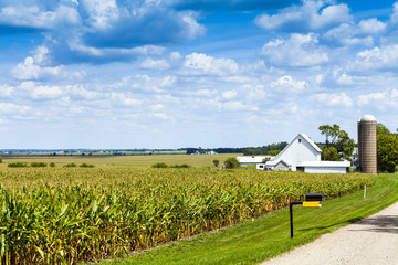 Wall Mural - American Countryside in Summer Time