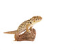 wundergecko gecko lizzard echse reptil tier