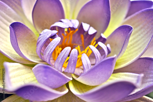 Naklejka - mata magnetyczna na lodówkę Water Lily