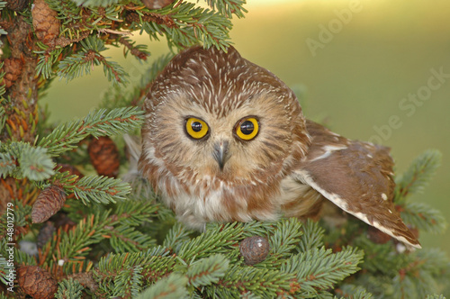 Plakat na papierze fotorealistycznym Północna piła-zająca sowa (aegolius acadicus)