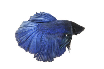 Wall Mural - Siamese fighting fish