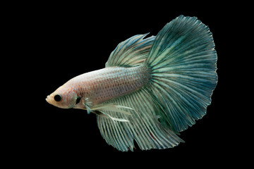 Poster - Siamese fighting fish