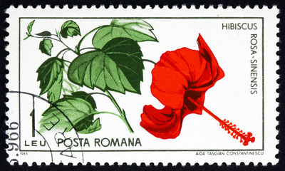 Postage stamp Romania 1965 Chinese Hibiscus, Plant