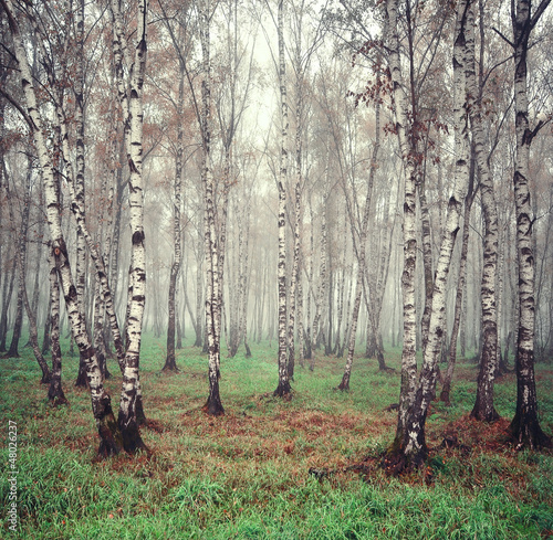 Naklejka na szafę Birch trees in the fog