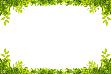 leaves frame isolated on white background