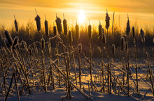 Snowy Cattails At Sunset.