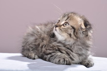 Cute Small Scottish Fold Kitten