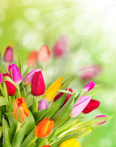 Tapeta ścienna Piękny bukiet tulipanów