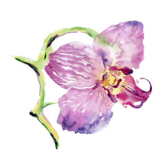 Wall Mural - Orchid