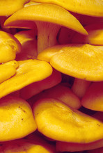 Group Of Orange Jack-O-Lantern Mushrooms