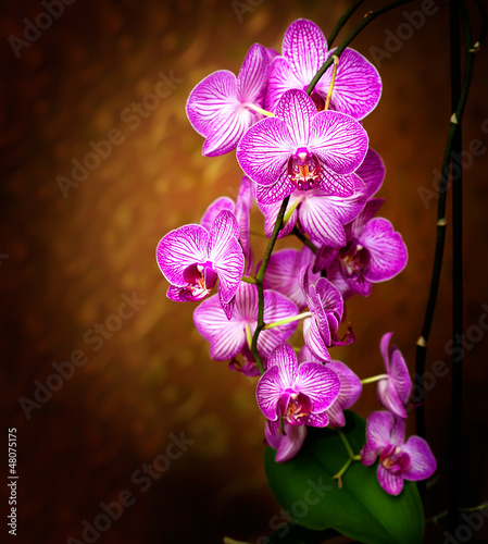 Board z aluminiowym obramowaniem Orchidea