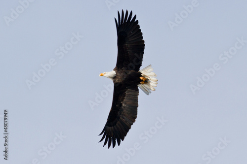 Board z aluminiowym obramowaniem American bald eagle