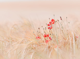 Foto zasłona kwiat mak łąka