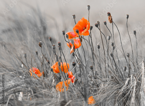 Nowoczesny obraz na płótnie poppies