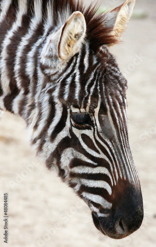 Plakat na papierze fotorealistycznym Zebra