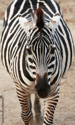 Plakat na papierze fotorealistycznym Zebra