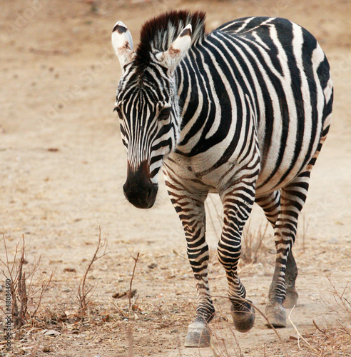 Plakat na papierze fotorealistycznym Zebra