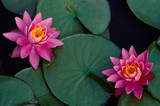 Bright pink water lillies flating on a calm pond