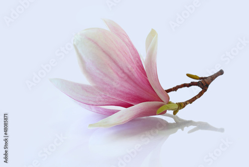 Board z aluminiowym obramowaniem Różowa magnolia