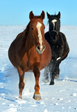 Fototapeta Mapy - Horse