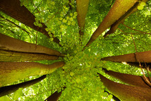 Under Greenery - The Beech Canopy