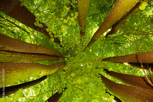 Naklejka na drzwi Under greenery - the beech canopy