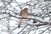 Sleeping Mourning Dove In Snow