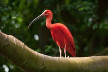 Pink Tropical Bird