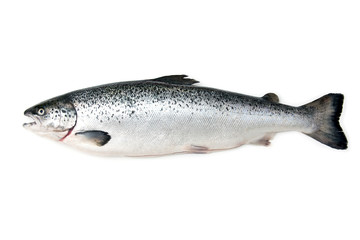 Wall Mural - Scottish Atlantic Salmon