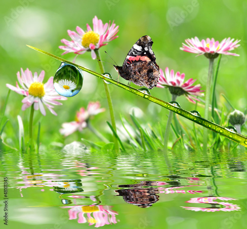 Tapeta ścienna Świeża poranna rosa i motyl
