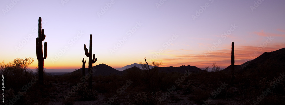Saguaro Cactus at Sunrise Panoramic - obrazy, fototapety, plakaty 
